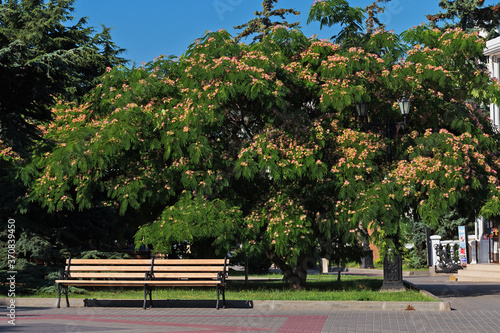 Albizia julibrissin blooms in Sevastopol with fluffy bright pink flowers. Primorsky Boulevard in Sevastopol  Crimea.