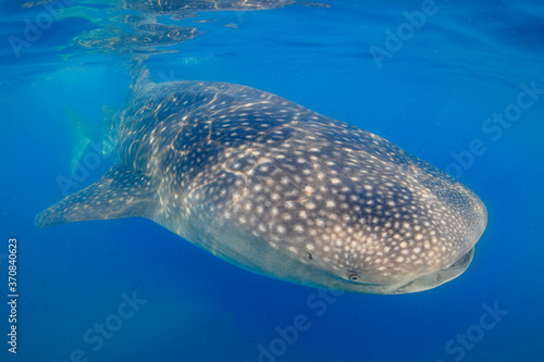 Whale Shark swimming in Mexico