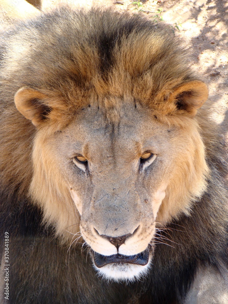 Obraz premium NAMIBIA, LION IN THE BUSH.