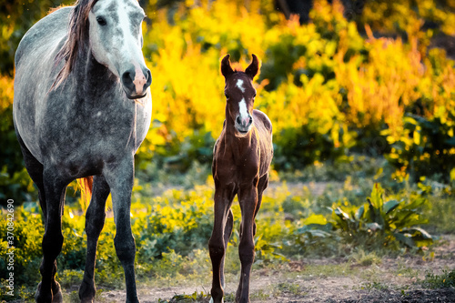 White horse with foal walking on nature