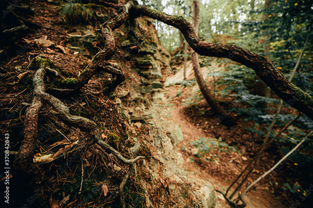 mysterious path trail with roots and fallen tree leading through the forest. mysterious path trail with roots and fallen tree leading through the forest.