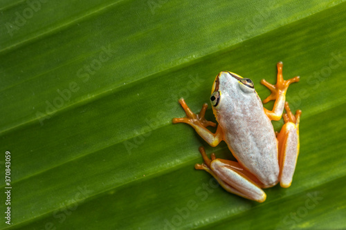 From above closeup of small arum frog or Horstock reed frog with bright orange feet sitting on green leaf photo