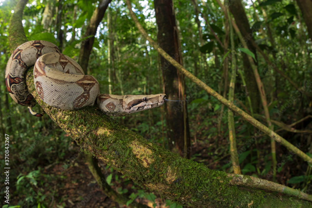 Boa constrictor hanging from mossy tree in woods Boa constrictor hanging from mossy tree in woods