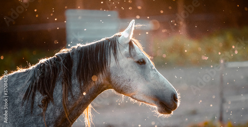 White horse walking on nature photo