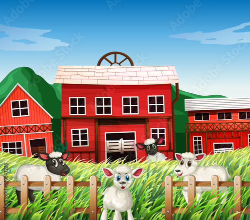 Farm scene in nature with barns and sheeps