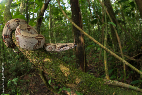 Boa constrictor hanging from mossy tree in woods