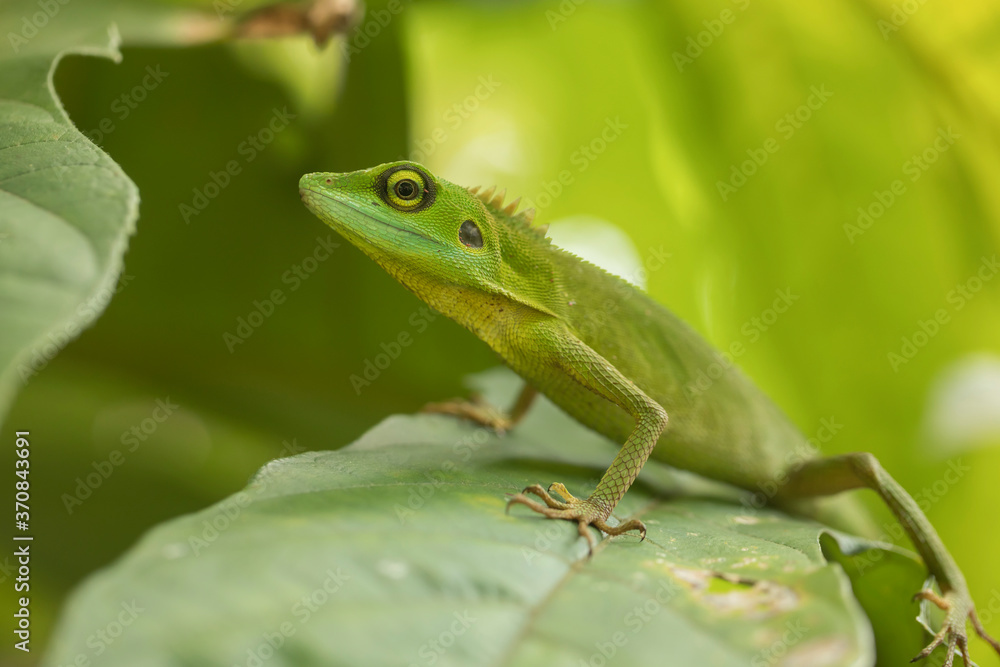Closeup side view of small Bronchocela cristatella sitting on green leaf in park Closeup side view of small Bronchocela cristatella sitting on green leaf in park