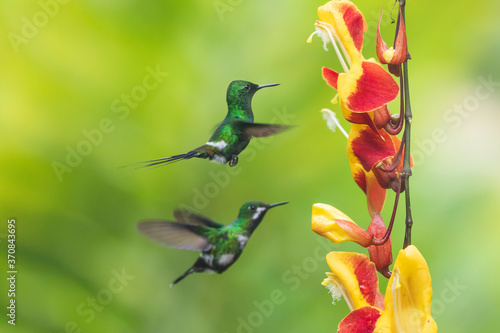 Wonderful green birds on flower photo