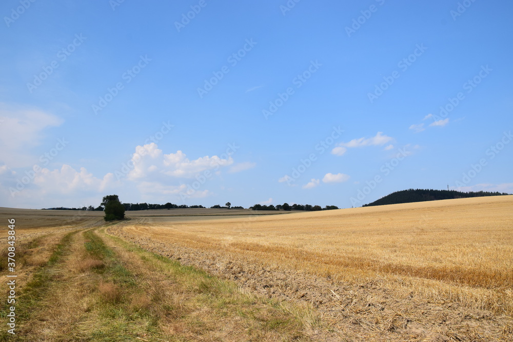 Abgeerntetes Getreidefeld im August