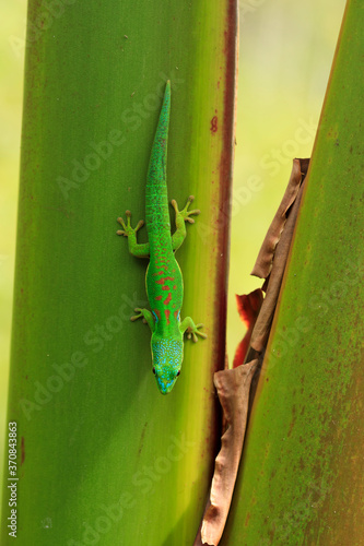 Closeup from above of small Bronchocela cristatella sitting on green leaf in park photo