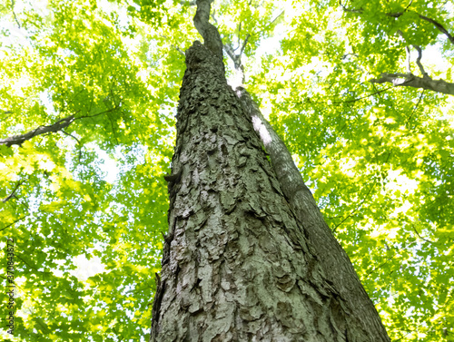 Photos Un arbre embrassant le ciel, Québec ville, boisé de Marly
