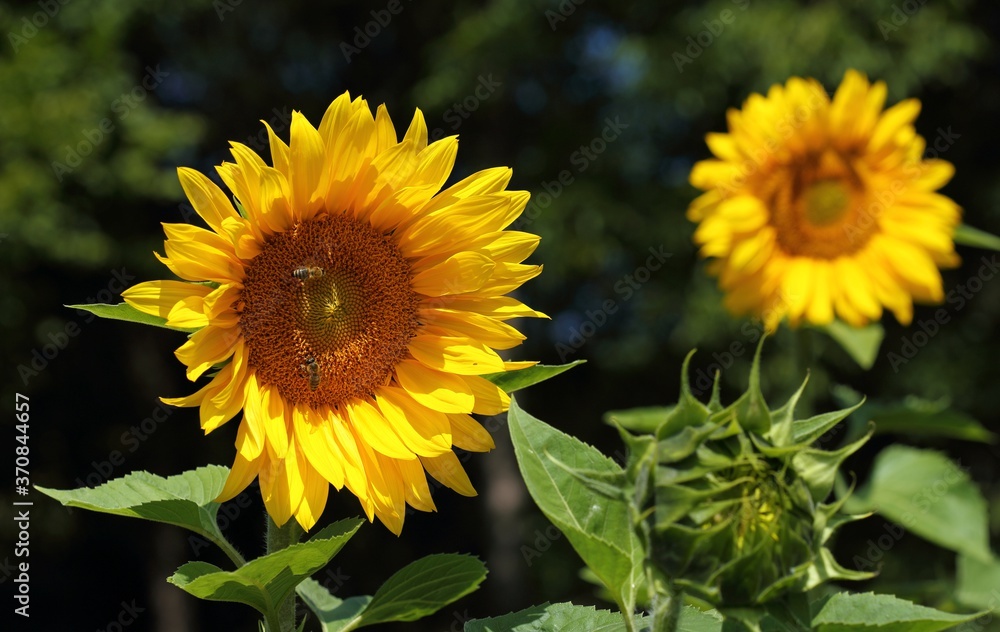 Fototapeta premium Sunflowers.