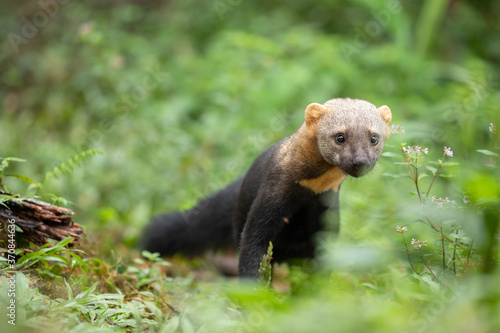 Closeup of tayra or Eira barbara omnivorous animal from weasel family in forest photo