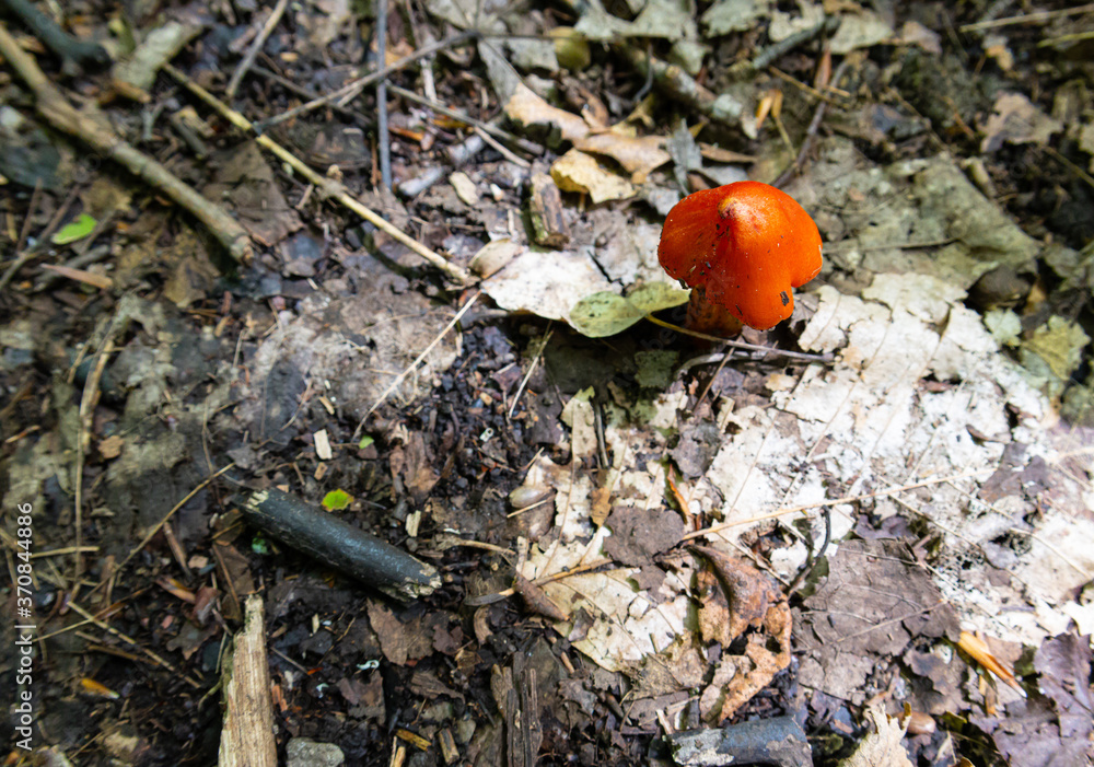 Un champignon solitaire dans le boisé de Marly, Québec ville Un champignon solitaire dans le boisé de Marly, Québec ville