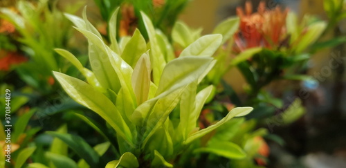 close up of a flower