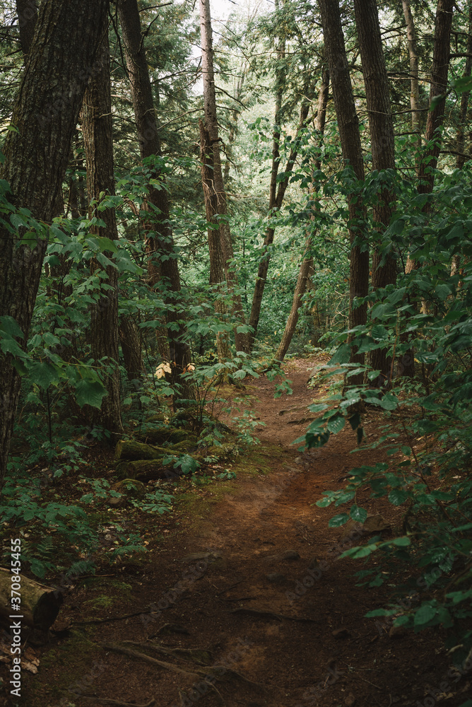 Natural landscape with narrow trail going through lush green bushes and tall trees in Algonquin Provincial Park in Canada Natural landscape with narrow trail going through lush green bushes and tall trees in Algonquin Provincial Park in Canada