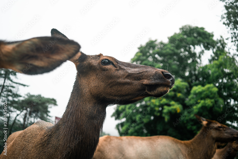 Low angle of wild deer with wet fur standing in woods on cloudy day and looking away Low angle of wild deer with wet fur standing in woods on cloudy day and looking away