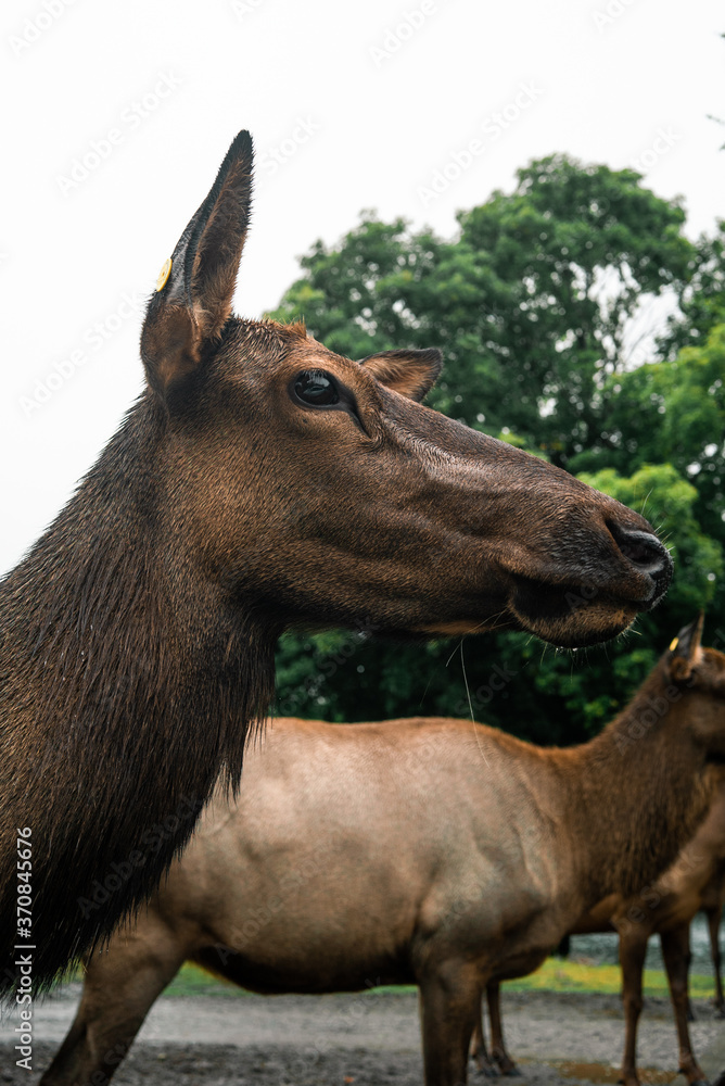 Low angle of wild deer with wet fur standing in woods on cloudy day and looking away Low angle of wild deer with wet fur standing in woods on cloudy day and looking away