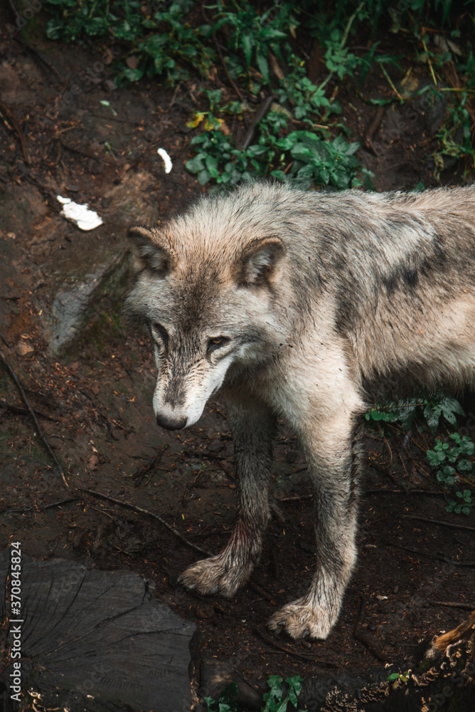 High angle of wolf with dirty fur standing on wet ground in forest High angle of wolf with dirty fur standing on wet ground in forest