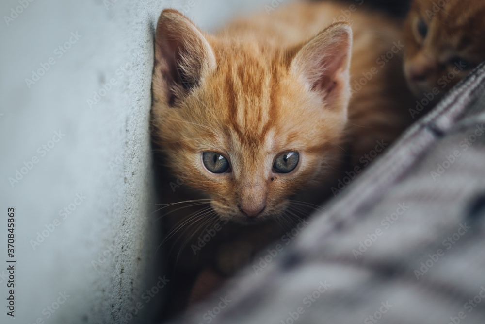 portrait of a cat