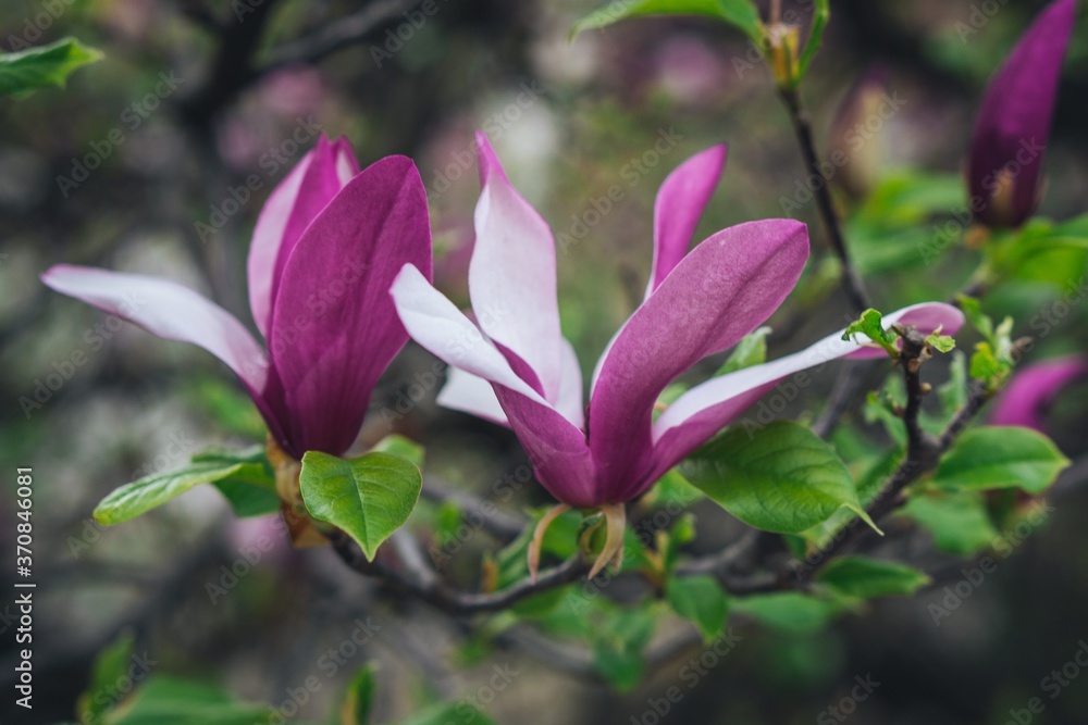 pink magnolia flower