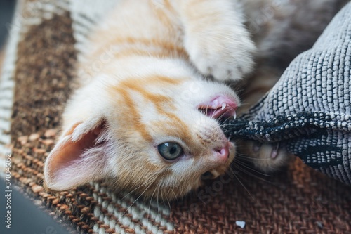 Cute little cat chewing a pillow