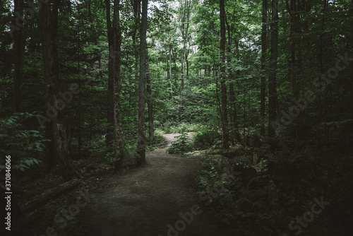 Natural landscape with narrow trail going through lush green bushes and tall trees in Algonquin Provincial Park in Canada
