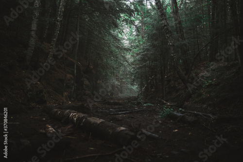Gloomy forest landscape with old logs on narrow path leading among dense green trees growing in Algonquin Provincial Park in Canada