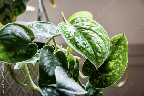 Satin pothos (scindapsus pictus) houseplant in a white pot on a window sill. Vines of an attractive houseplant with silvery blotches on the leaves. photo