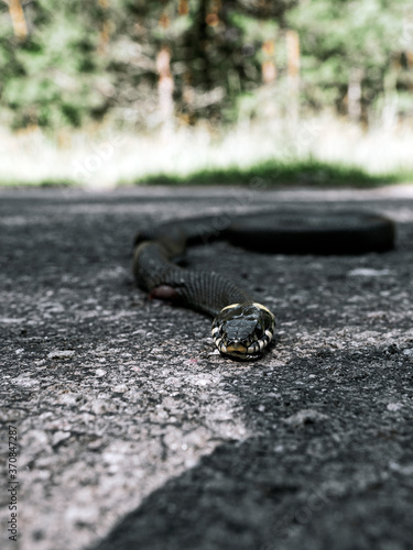 Natrix who died under the wheels of a car on a forest asphalt road. Close-up with a blurry background. 