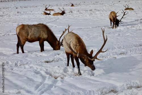 deer  animal  elk  wildlife  mammal  snow  nature  wild  winter  antlers  reindeer  stag  buck  bull  antler  antelope  red  horn  animals  brown  cold  forest  fur  white  wilderness