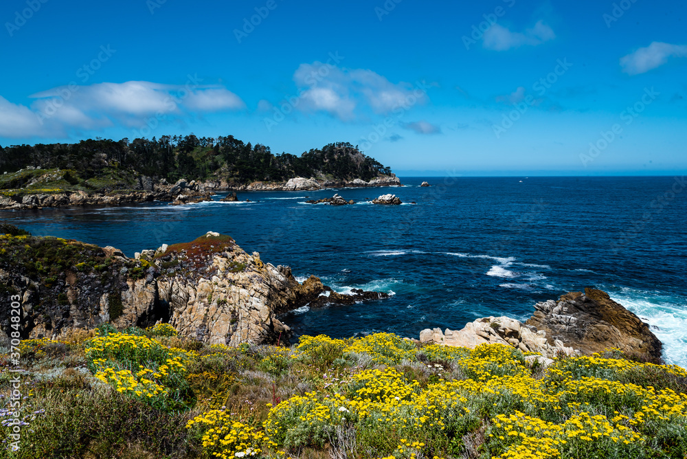 Beautiful rocky seashore of California, with wild flowers in the summer .Point Lobos State Natural Reserve