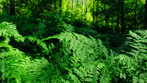 Bright, juicy leaves of ferns in the forest in summer.