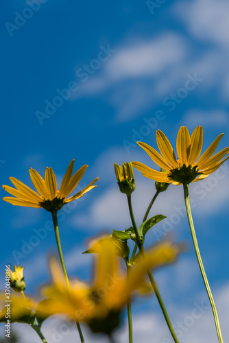 yellow daisy flowers on blue sky