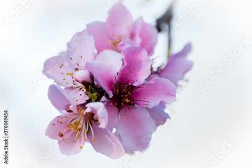 pink peach blossoms with white background