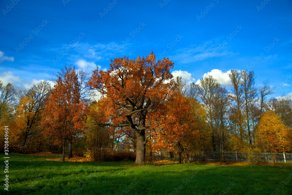 Autumn natural landscape. A large tree with bright fiery orange foliage, against a blue sky with clouds. Golden autumn in Russia.