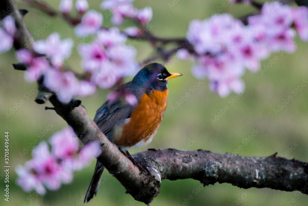American robin bird on a perch branch with pink peach flowers. American robin bird on a perch branch with pink peach flowers.