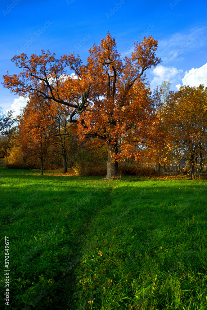 A large tree with bright fiery orange foliage and a green path leading to the tree against the blue sky. Golden autumn in Russia. A large tree with bright fiery orange foliage and a green path leading to the tree against the blue sky. Golden autumn in Russia.