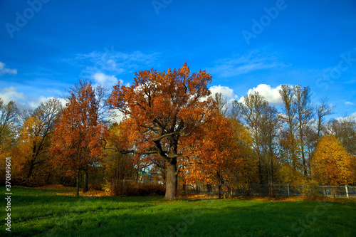 Autumn natural landscape. A large tree with bright fiery orange foliage, against a blue sky with clouds. Golden autumn in Russia.