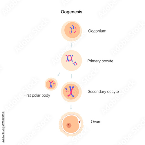 Reproductive system concept