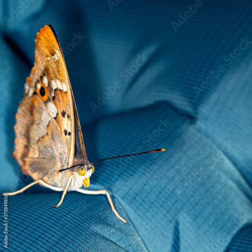 Apatura butterfly on a bluish textile background. Macro shoot. 