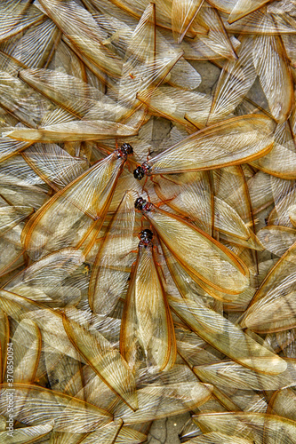 Heap of dead termites and termite wings photo