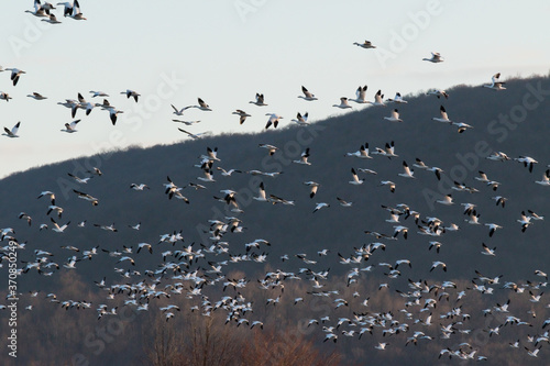 snow geese in flight with mountain in the background