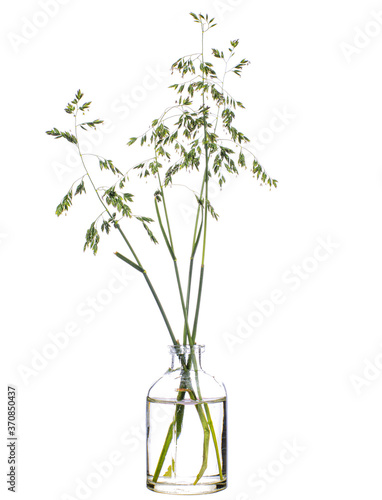 Poa pratensis (Kentucky bluegrass or blue grass) in a glass vessel on a white background