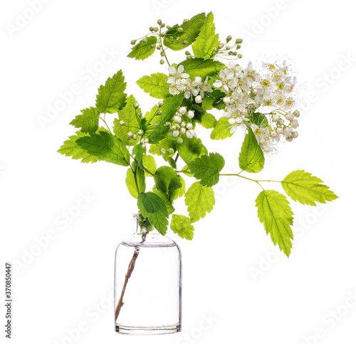 Padus maackii  (hagberry or Mayday tree) in a glass vessel on a white background photo