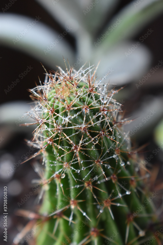 cactus close up cactus close up