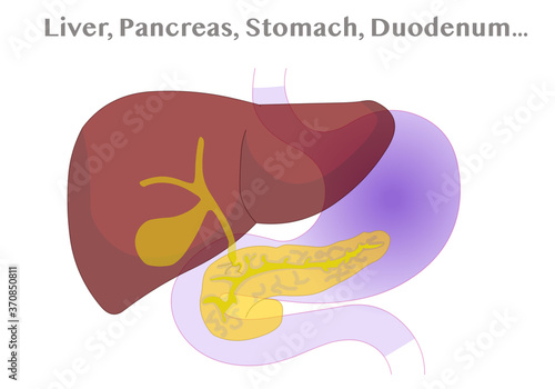 Liver, Pancreas, Gall bladder, Stomach, Duodenum anatomy.  Accessory organs of the digestive system diagram. Transparent illustration. Vector