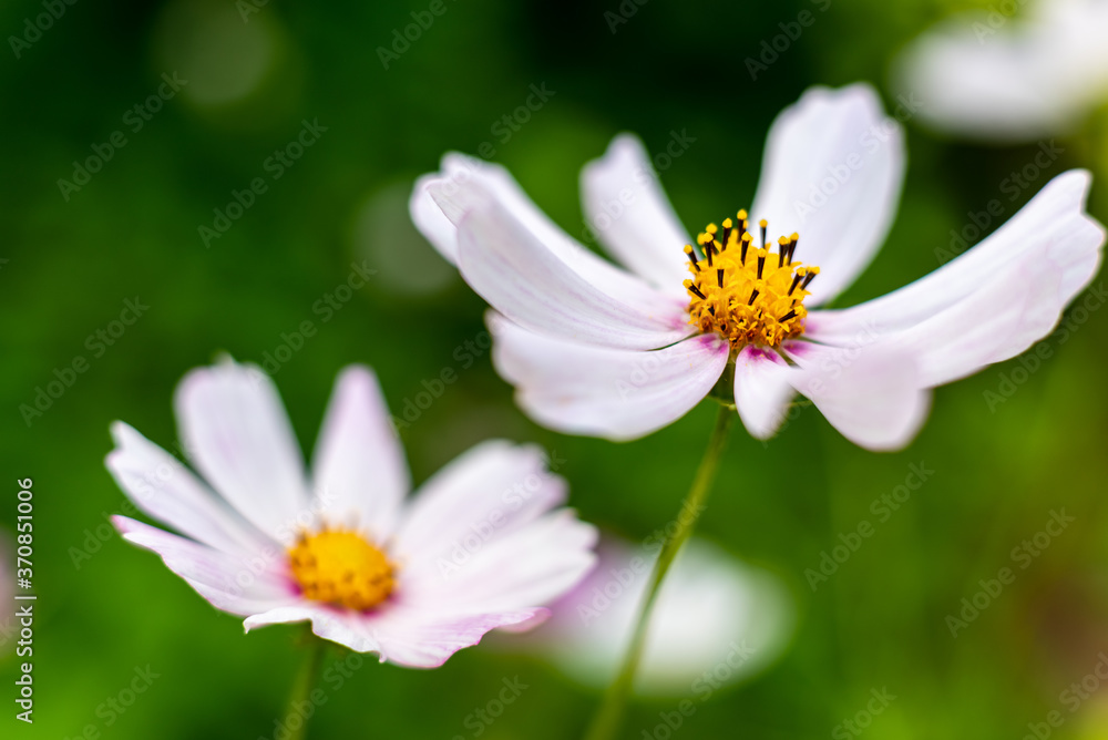 White cosmos flower in the summer garden.
