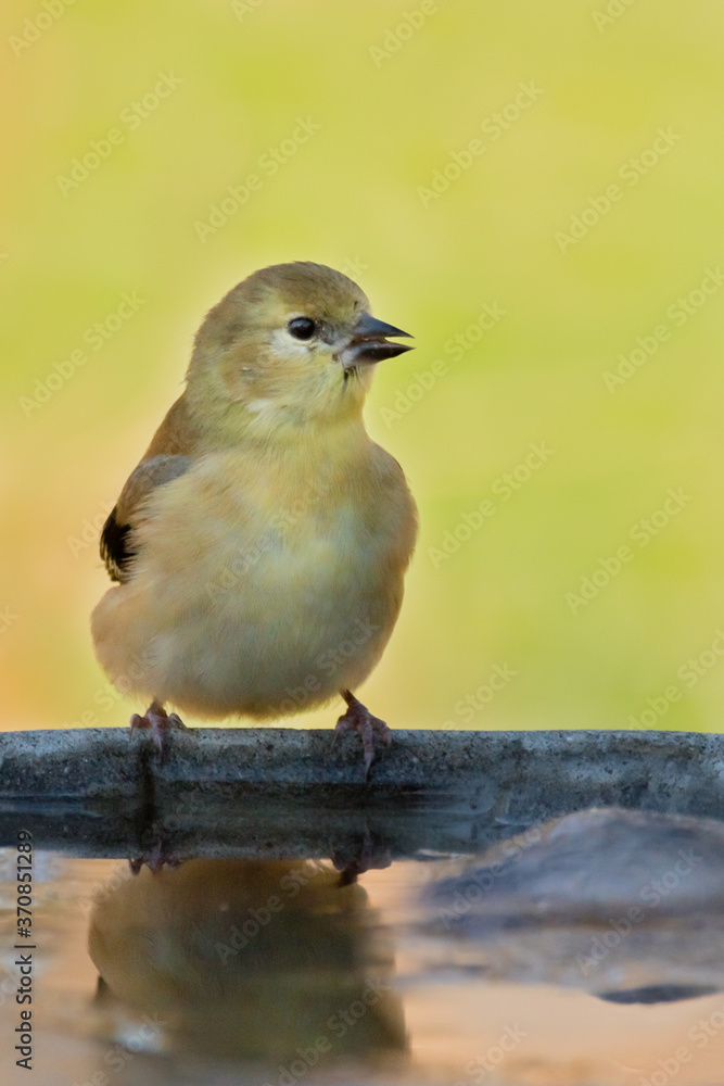 A lovely American Goldfinch drinks water with ice in the bird bath in a cold winter. A lovely American Goldfinch drinks water with ice in the bird bath in a cold winter.