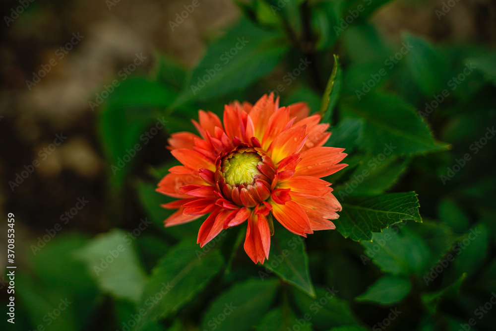 Bright orange impact dahlia flower. Bright orange impact dahlia flower.